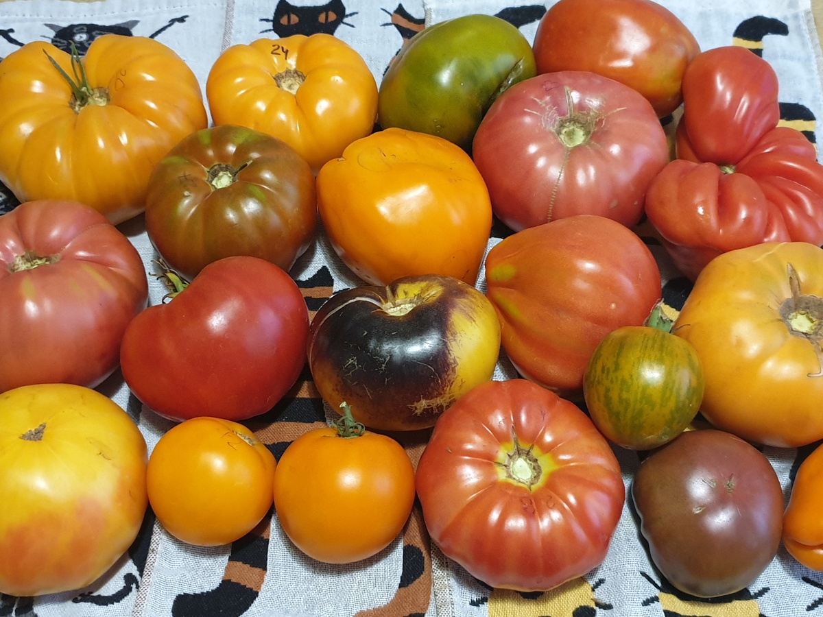 На фото всякие помидоры для сбора семян. И самые маленькие в первом ряду два, это Момотаро.