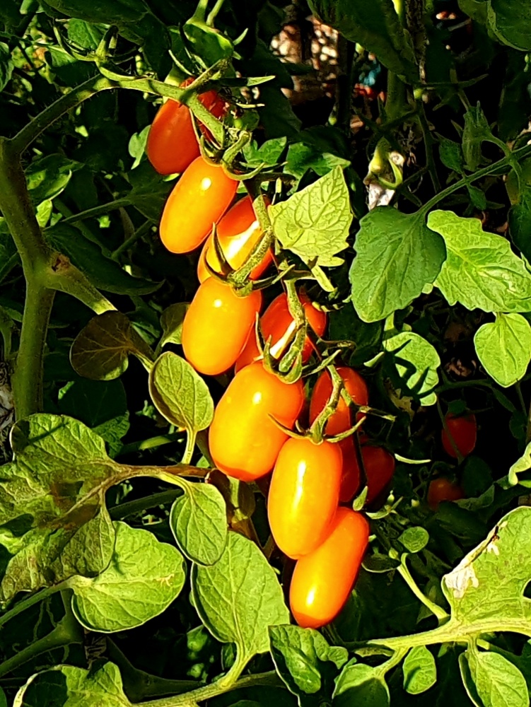 Таким он вырос у меня в теплице.