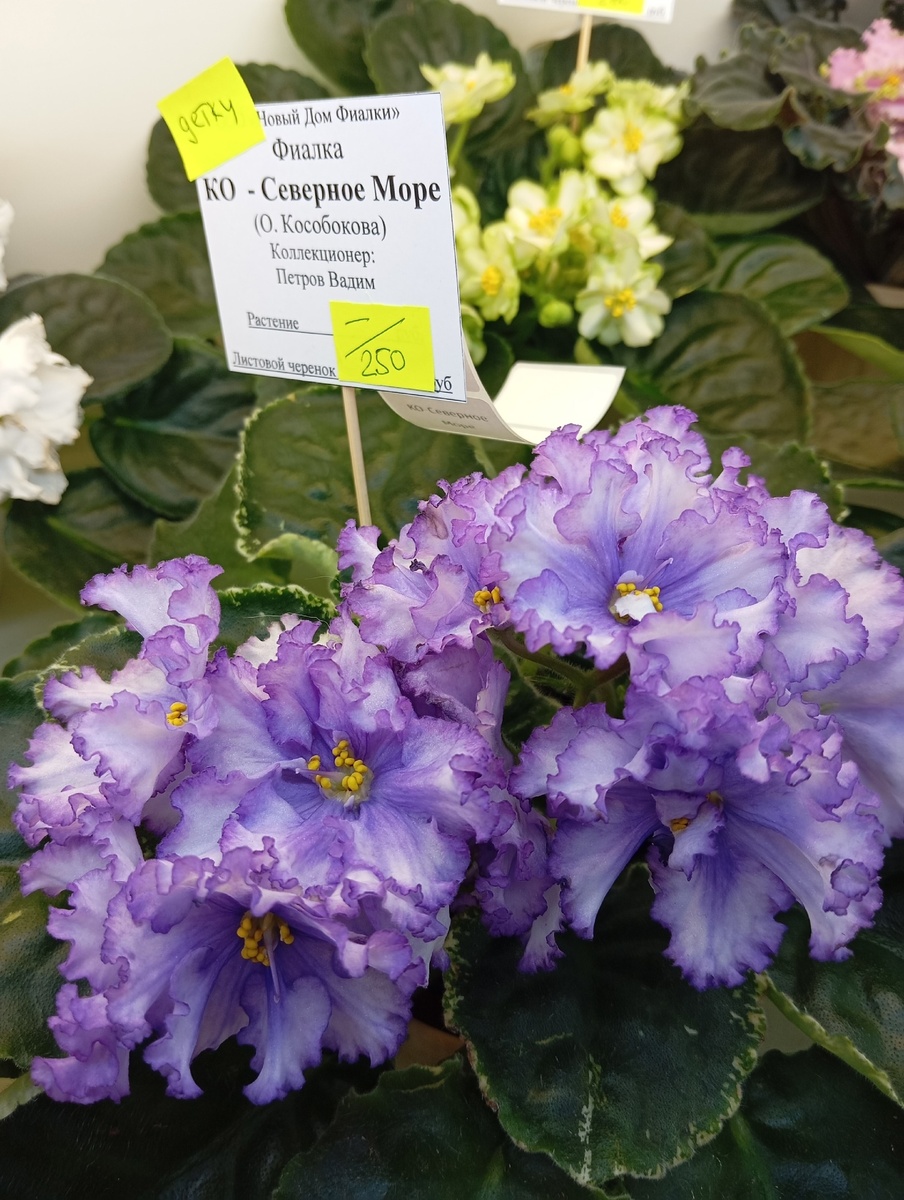 фото ScarletObovsem, КО-Северное море