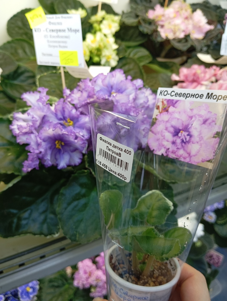 детка фиалки КО-Северное море