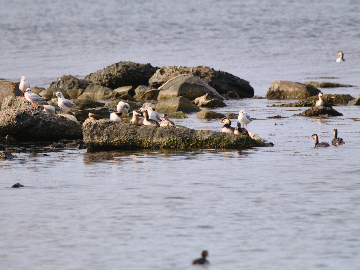 Фото © Александр Емельянов / ЗКК