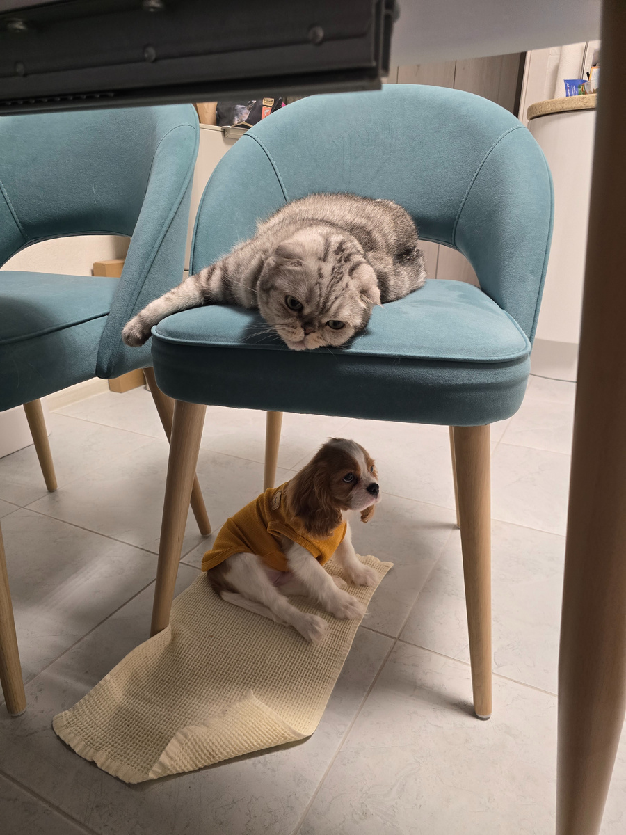 Песель "крыша" у тебя есть, веди себя хорошо🤣🤣🤣