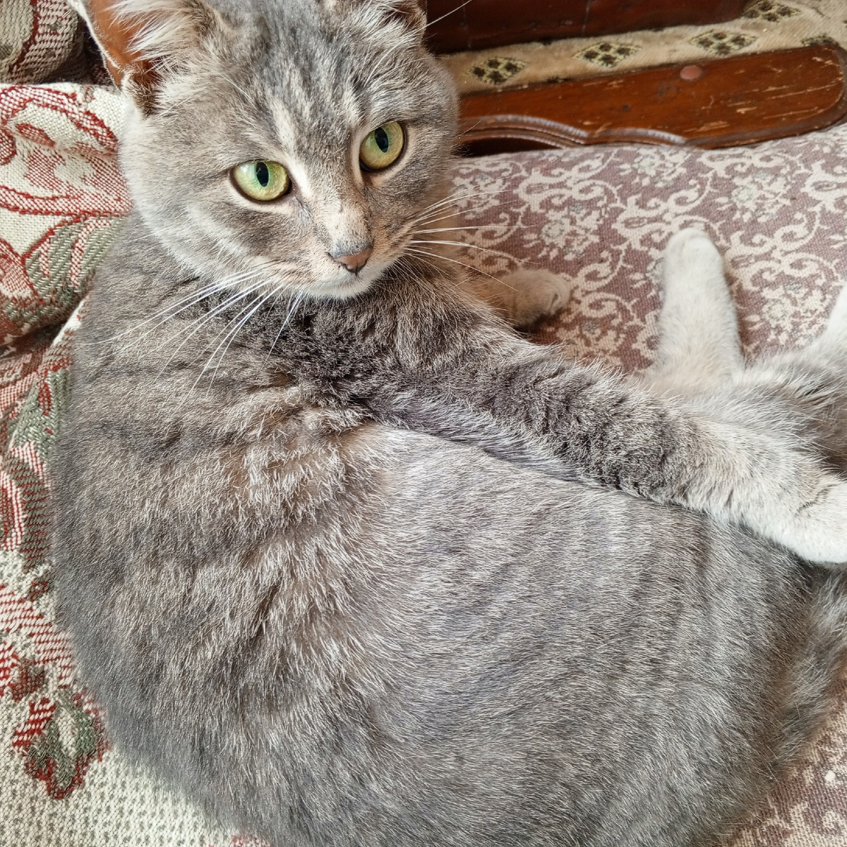 Мурка - Муся, личное фото автора.