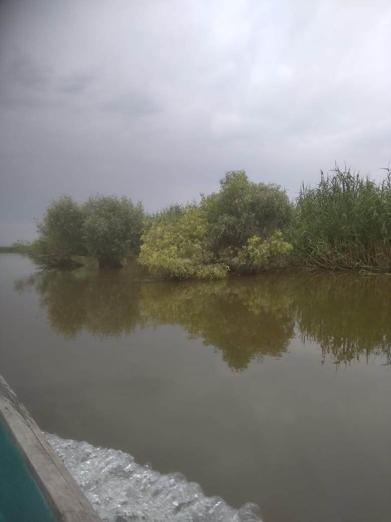 Привычный пейзаж для дельты