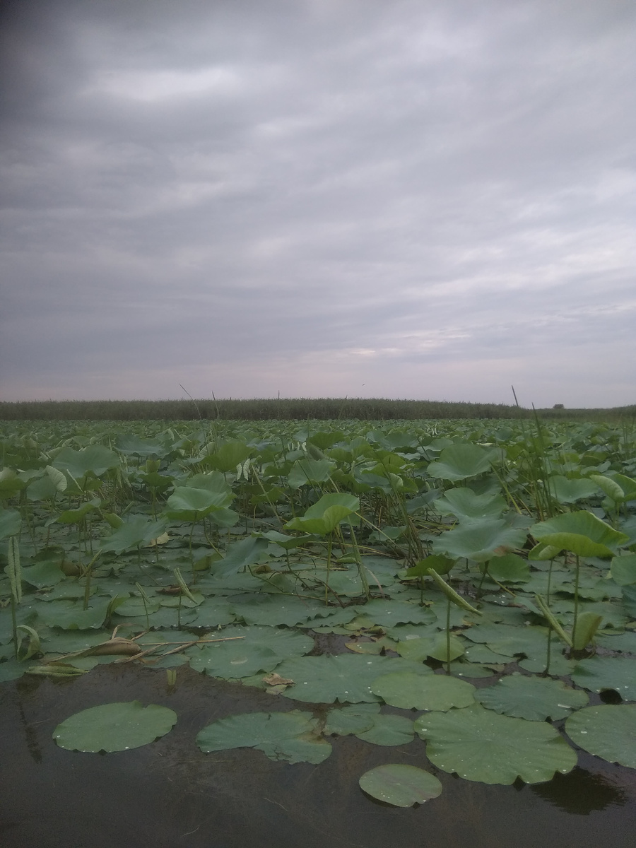 Лотосовые поля. С конца июля до сентября здесь всё в шикарных цветах