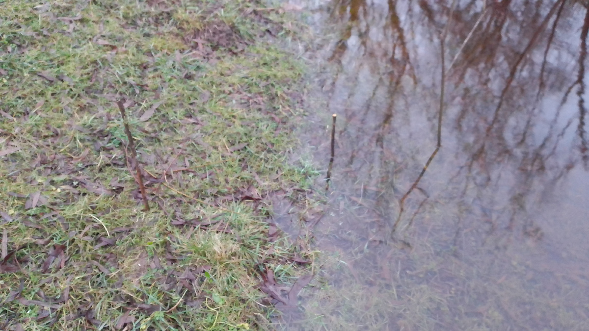 Вешки на берегу