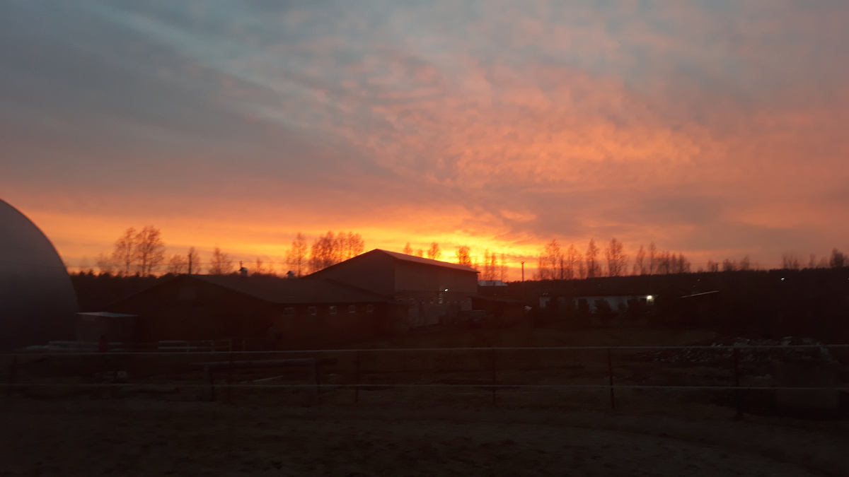 закат в конюшне