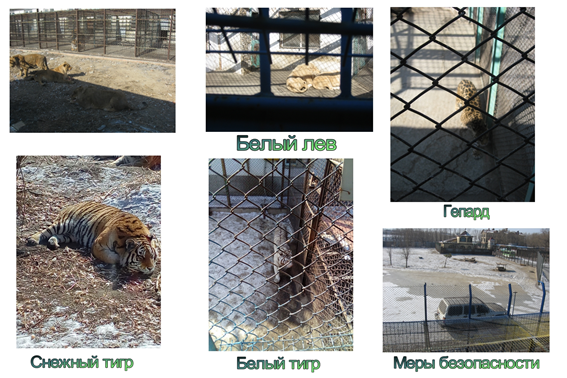 Парк тигров: кто водится и меры безопасности.