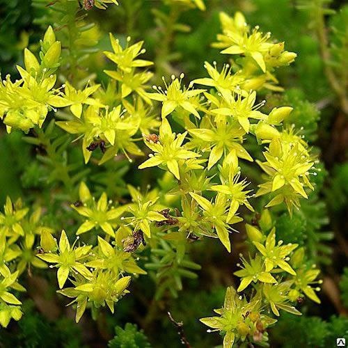 Фото из интернета.