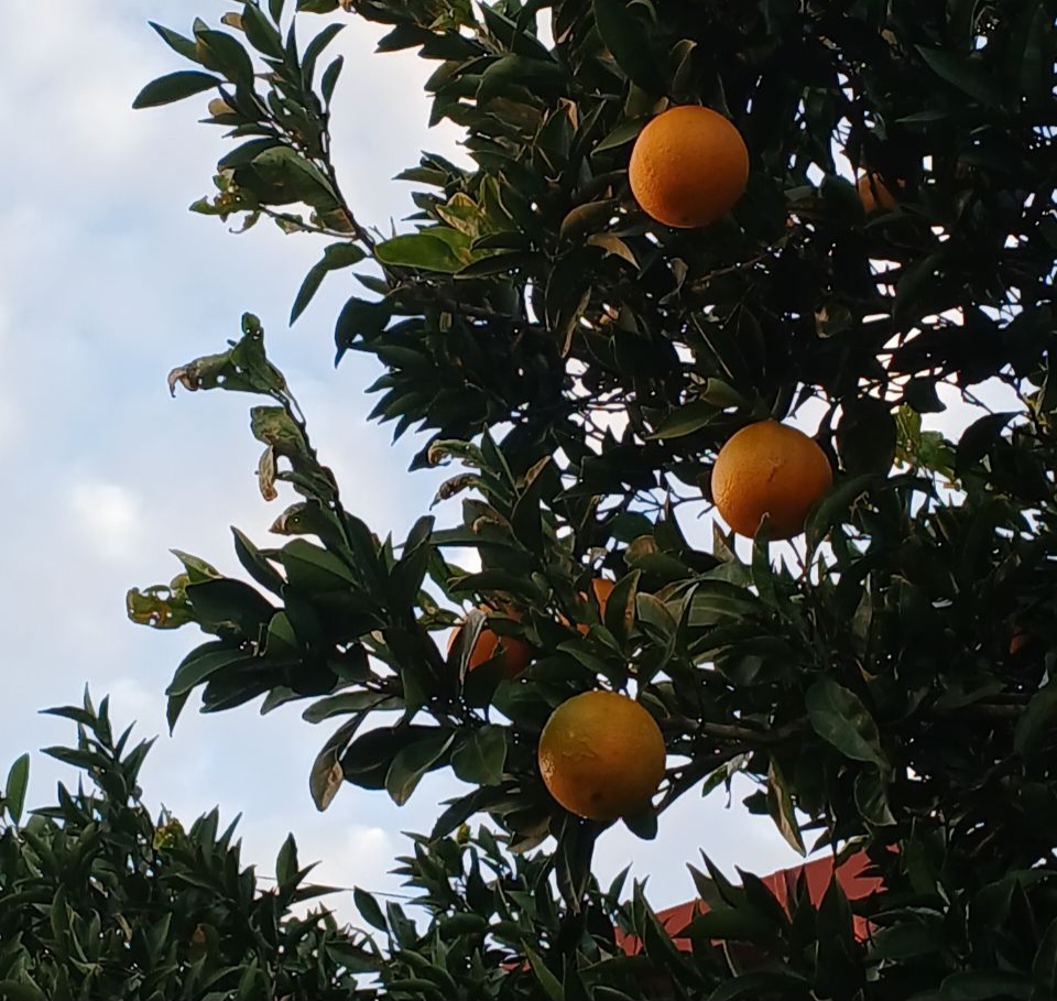 Апельсины.  Грузия 