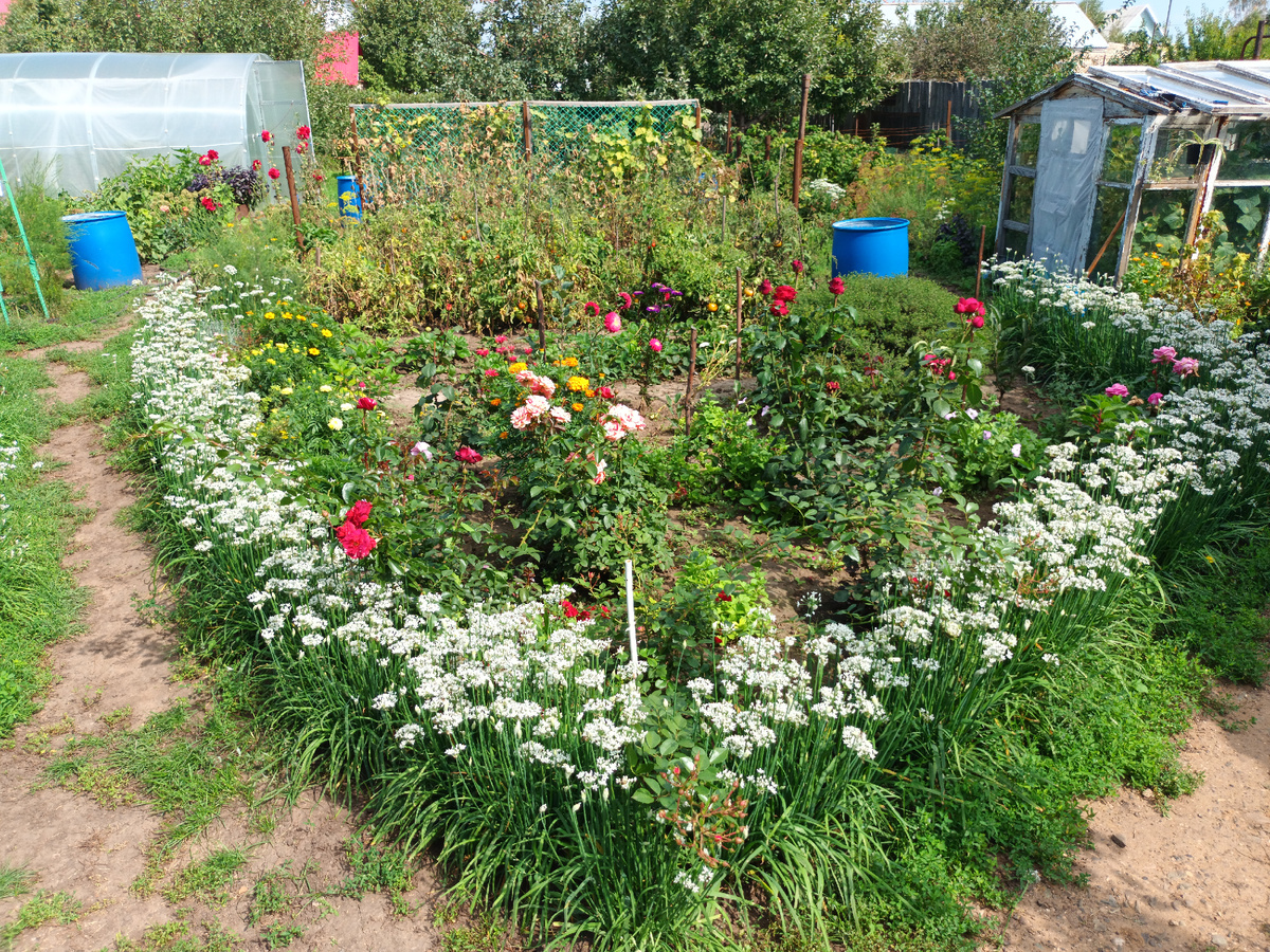 Цветет Джусай.