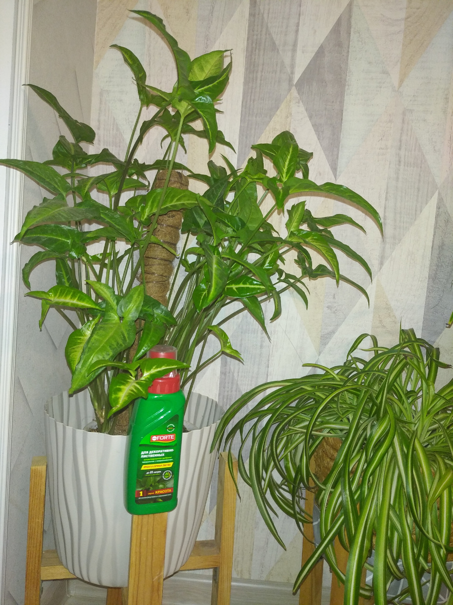 Подготовка к сезону подкормок