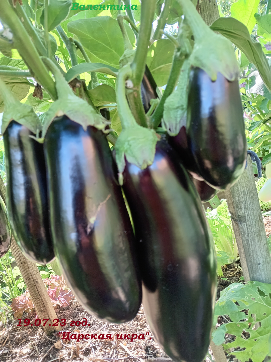 "ЦАРСКАЯ ИКРА" 2023 год. 