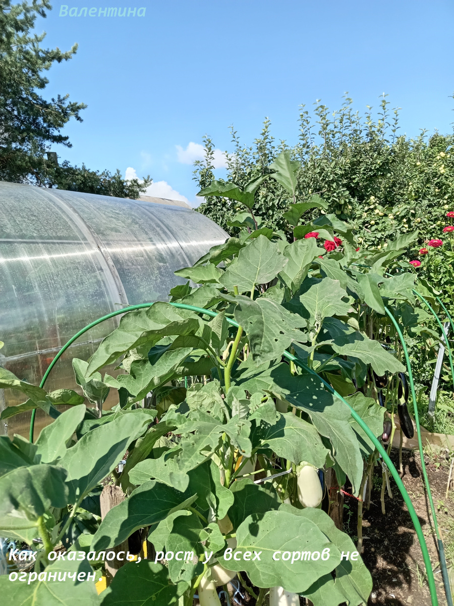 Так растут мои баклажаны. Дыры на листьях делают слизни. Грызут и молодые завязи.