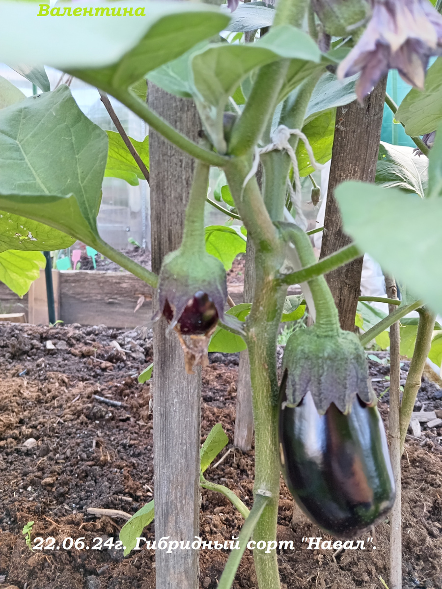 Это сорт "Навал" в конце июня с ранним урожаем.