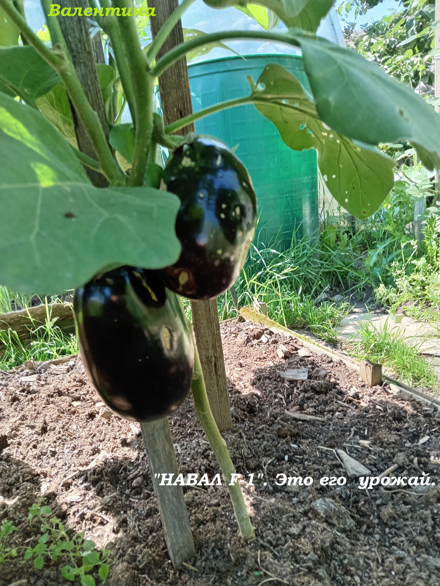 Урожай сорта "Навал". После дождей перестал цвести. 