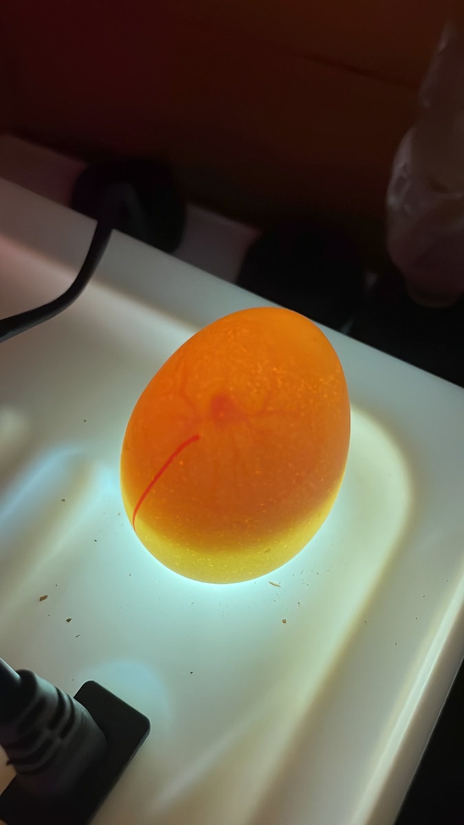 Развивается наш птенчик❤️