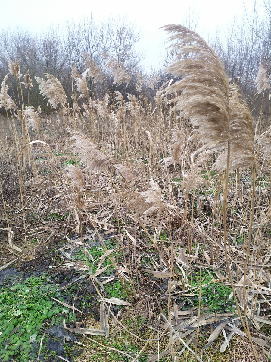 В январе 2025