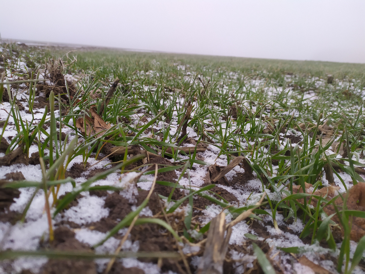 Озимые в конце января 2025 под Курском