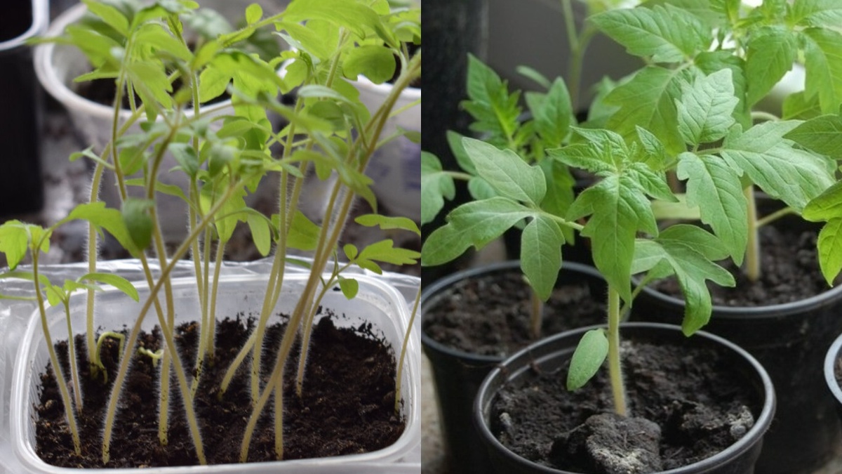 Разница между стандартным и правильным методом выращивания рассады видна сразу