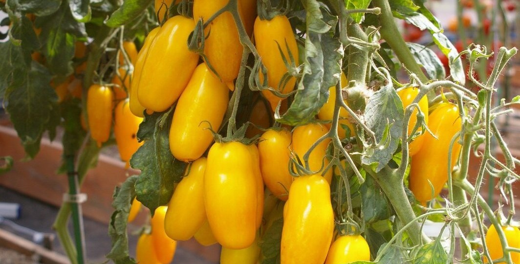 Какие томаты можно посадить один раз и собирать урожай все лето. Выбираем высокоурожайные сорта