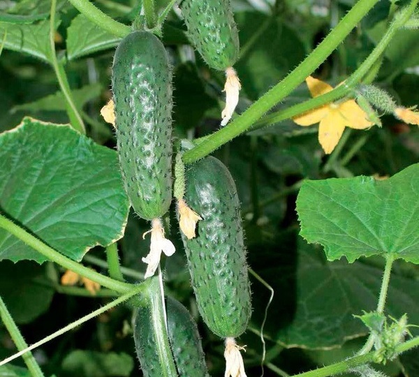 Соседка-дачница выращивает 2 урожайных сорта огурцов и не знает куда их девать (урожайность впечатляет). Рассказываю, что за сорта