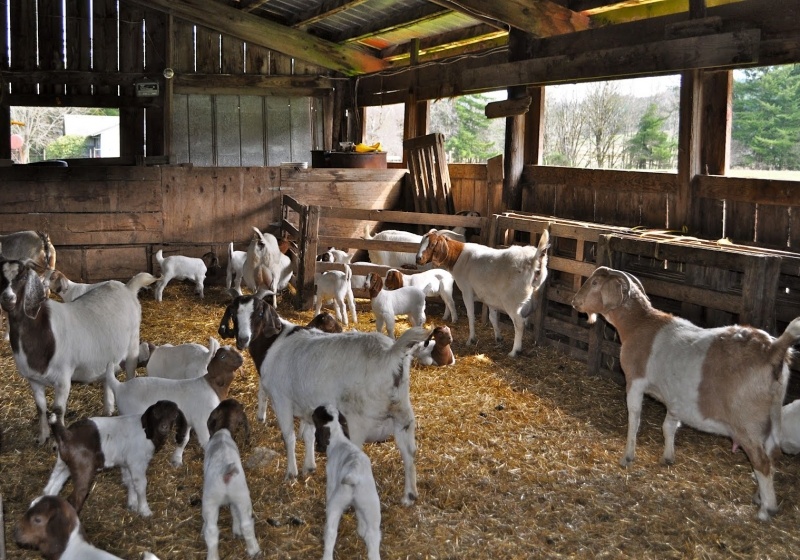 Фото: Яндекс Картинки