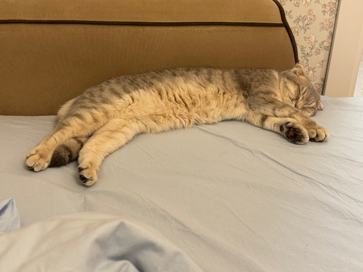 Полгода. Визуально взрослая кошка, но еще такой котенок :)