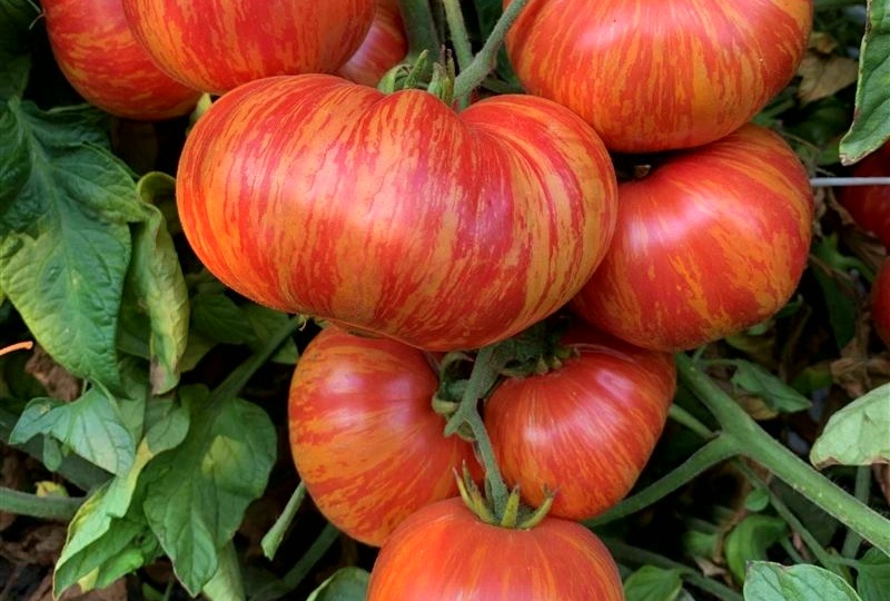 Томаты, которые стоит посадить в этом сезоне. Вкусные, не болявые и урожайные