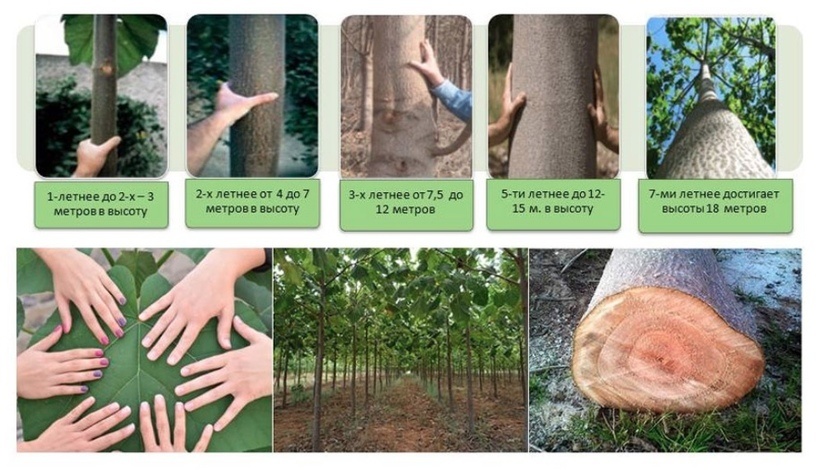 Вот такую информацию нашел