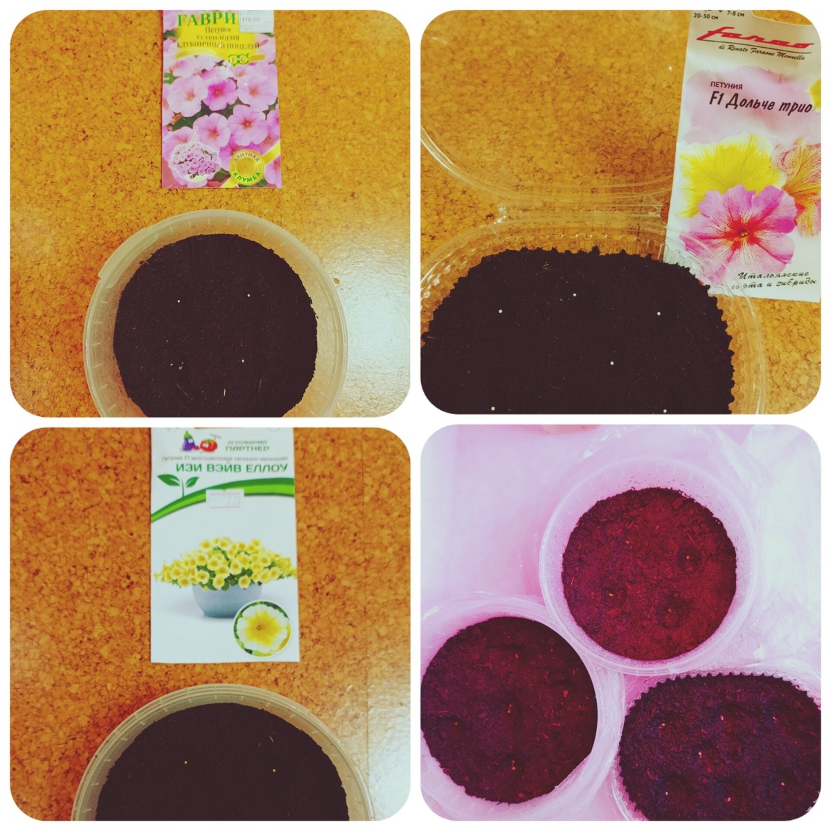 Плохо это или хорошо, но как только слышу, что очень сложно вырастить тот или иной цветок, я уже штудирую информацию о нем вдоль и поперёк. Так у меня получилось и с петуниями. Решено было проверить, насколько плохо всходят маленькие семена этого прекрасного цветка, как говорят об этом вокруг. По дороге домой я с детьми заглянула в магазин возле дома.  Выбирали каждый по одному сорту из того, что было в маленьком садовом магазине, да и время для посадки было самое подходящее. Напоминаю, это был февраль 2024…
Итак, купили мы 3 вида петунии: 
1.	Изи вейв еллоу – F1 многоцветковая каскадно-ампельная.
2.	Клубничный поцелуй – F1 Трилогия ампельная.
3.	Дольче трио – F1 крупноцветковая.
А теперь по датам… 4 февраля, практически на ночь глядя, все петунии были посажены, укрыты и УФ лампой заряжены. Так начались цветочные мои дела.
 

