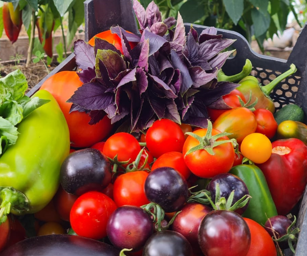 Урожай, выращенный собствеными руками. Фото автора