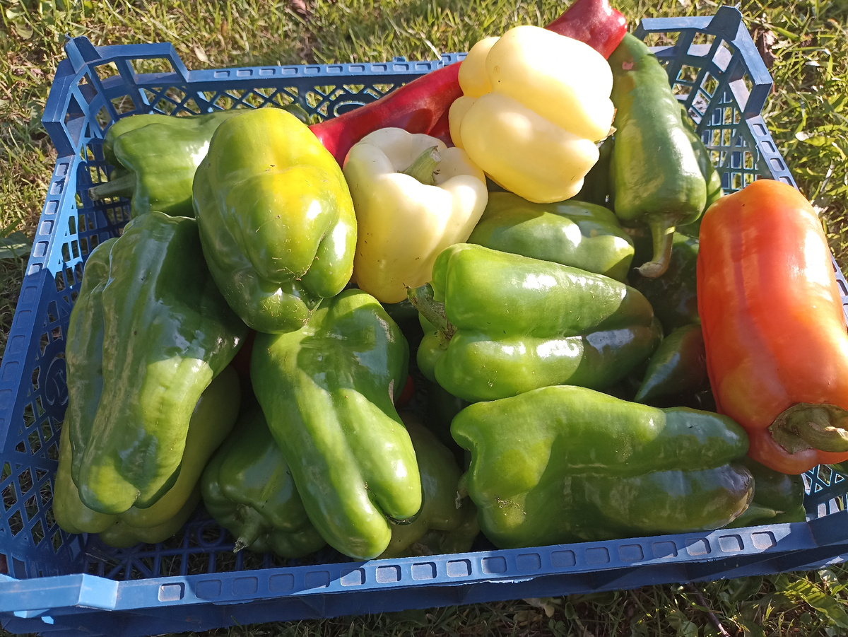 Перцы, выращенные по методу природного земледелия. Фото автора