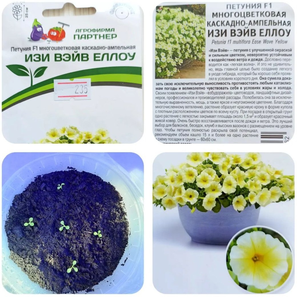 Каскадно-ампельная петуния "Изи вэйв еллоу". Выбор сына.
Из 5-ти семян проросли все 5. Посадили 4 февраля, семена взошли на 4-5 дни. На фото росточкам 13 дней. Ура, прекрасное начало!
