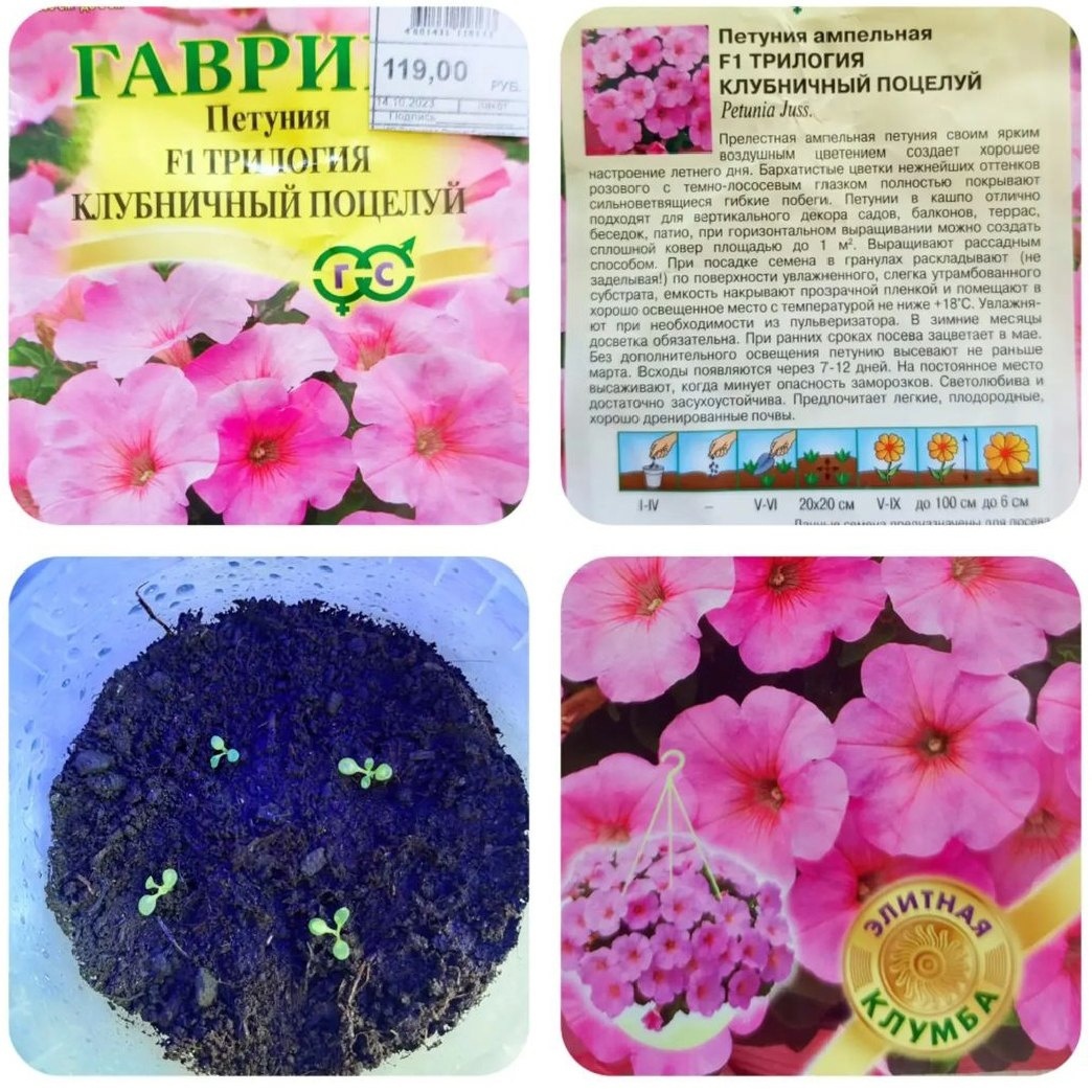 Ампельная петуния "F1 Трилогия Клубничный поцелуй". Это выбор моей доченьки. Любит он у меня розовые цветы!
Нам везёт, из 4-х семян в оболочке проросли все 4. Посадили 4 февраля, на фото росточкам 13 дней. Держим под лампой и ухаживаем...
