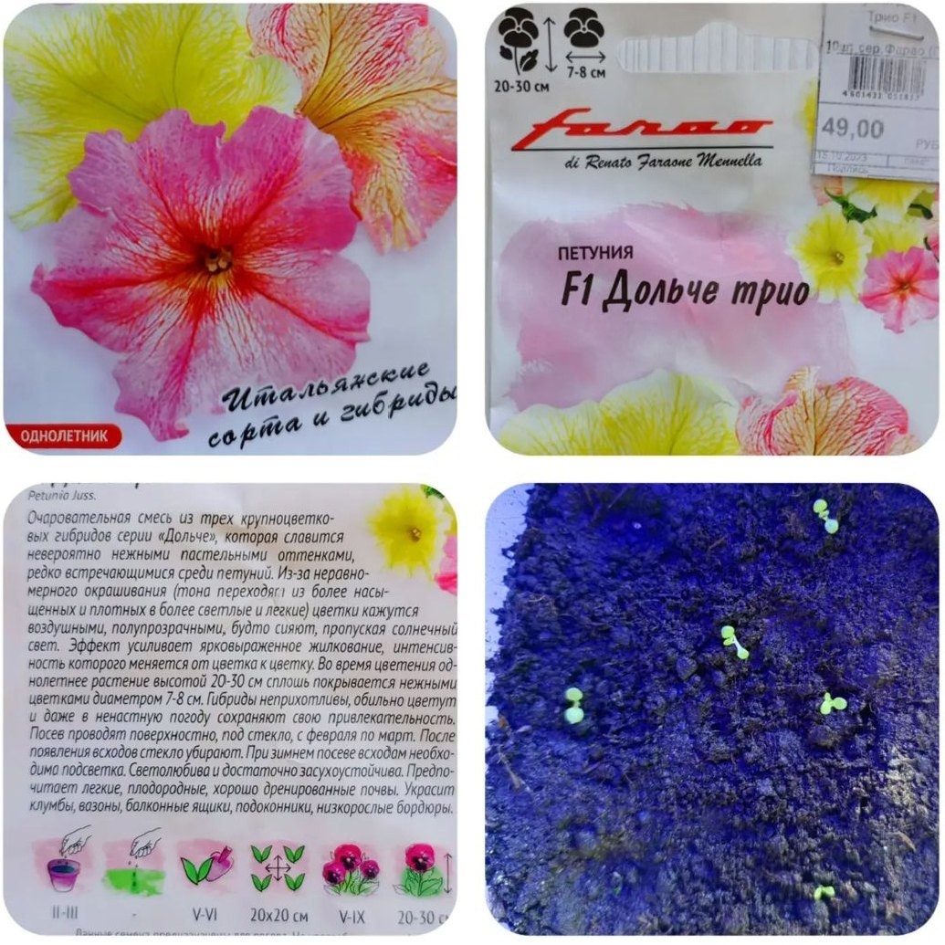 Петуния, сорт F1 Дольче трио. Увидели, купили. В интернете прочитала, что петунии редко прорастают. Мои проросли на 4-й день. Посадила 4 февраля. На фото росточки на 13-ый день посадки. Выглядят такими маленькими, но многообещающими. Из 7-ми семян в оболочке, 5 проросли. Будем ухаживать, выращивать под лампой. Дань моде или она чудодейственна? Я про лампу...