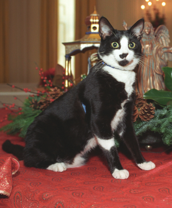 Фото из открытых источников