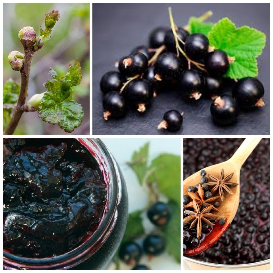 Нота чёрной смородины очень популярна в парфюмерии, ведь смородина может быть совершенно разной: ароматные ягоды с кислинкой, сахарное тягучее варенье, молодые весенние почки с деликатной сладостью, зелёные листья. Вариантов проявления чёрной смородины множество, но в каждом из них она узнаваема.
