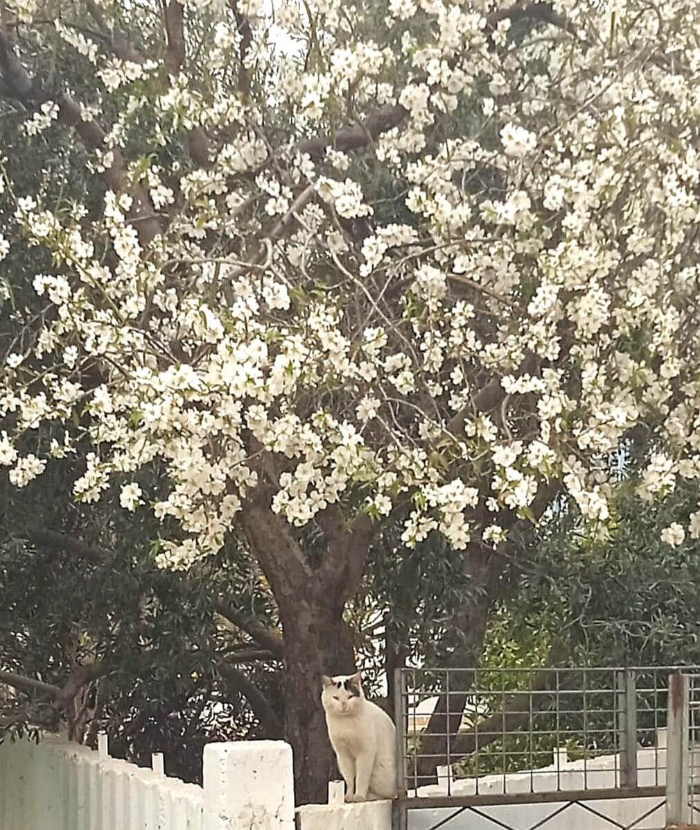 Фото из серии "найди кота". Хотя я снимала цветущее дерево