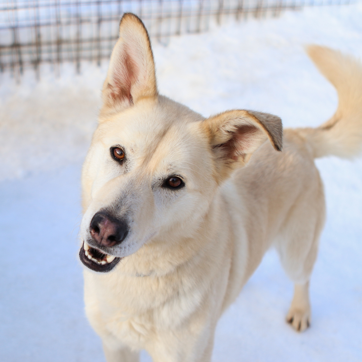 Наверное моя белая шерстинка на их диванах пугает позвонить?