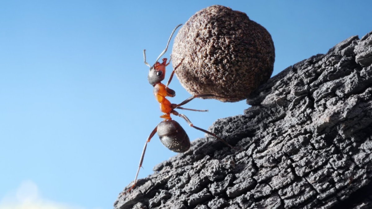 Муравьи могут перетаскивать предметы тяжелее своего веса