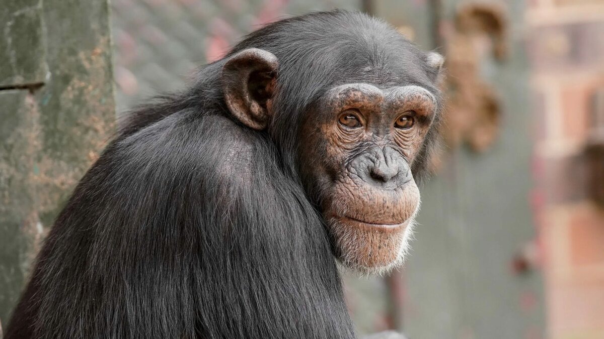 Фото шимпанзе из интернета