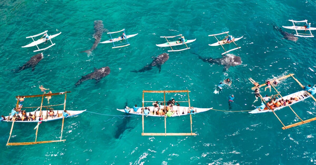 Как проходит экскурсия на китовых акул в Ослобе