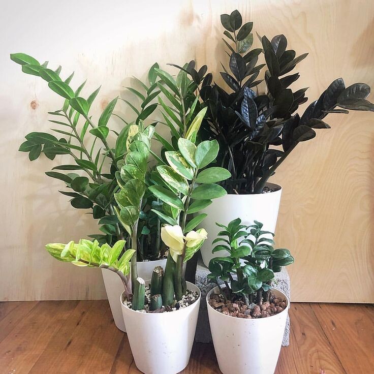 Разновидноси сортов замиокулькаса. Такие разные и такие одинаковые