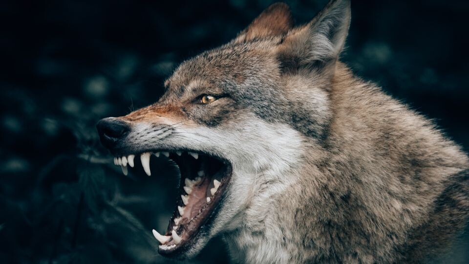    Бешенство. Агрессия . Источник: unsplash.com