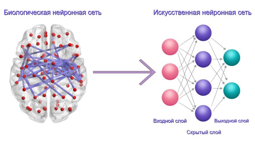 Нейросеть и мозг человека: сравнение