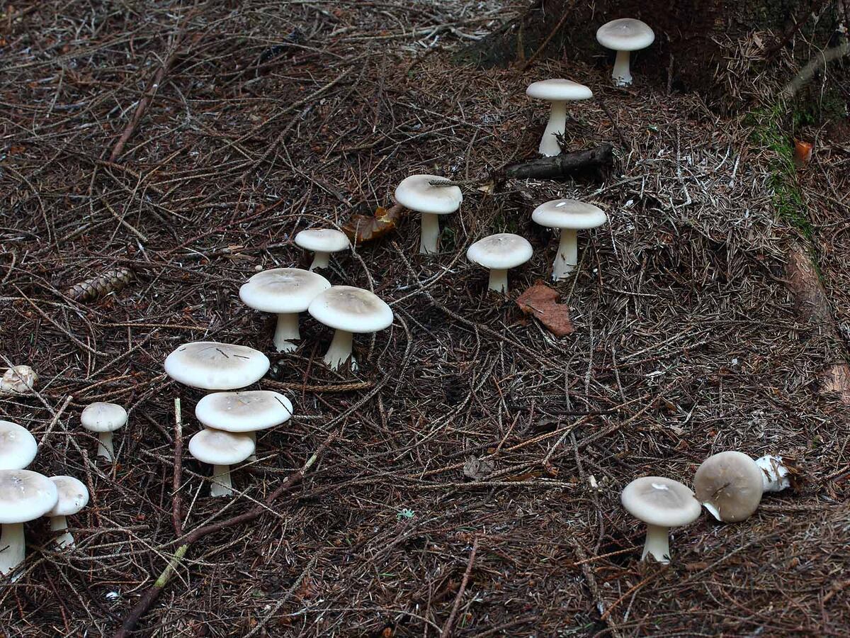 Нет, Говорушка дымчатая к лисичкам не относится. Съедобность её сомнительна.