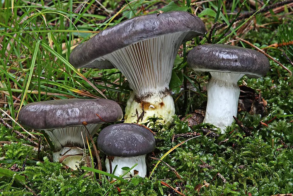 Если считаете, что этот гриб из рода Лисичек, то листайте фотографию в сторону - проверьте свой ответ.