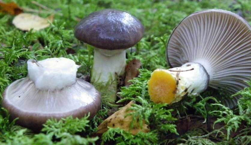 Нет, Мокруха еловая к лисичкам не относится. Но гриб съедобный.