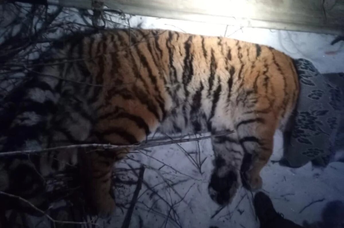    Конфликтный амурский тигр попал в руки охотнадзора Хабаровского края